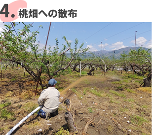 3.桃畑への散布